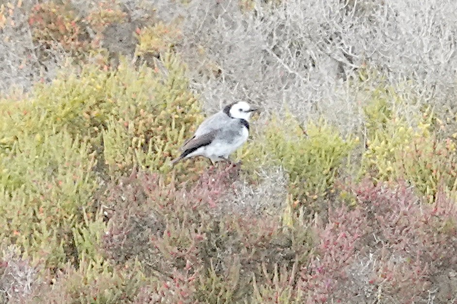 White-fronted Chat - Peter Woodall