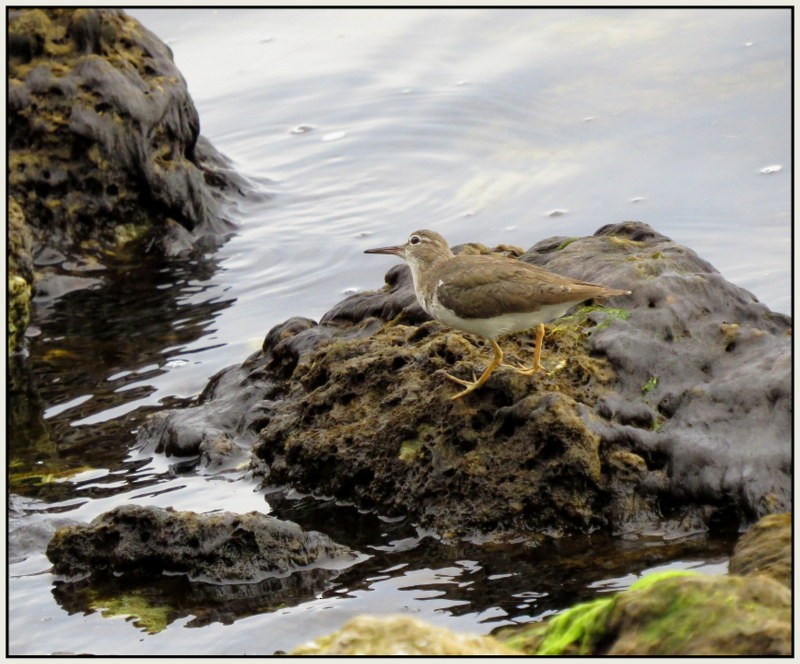 Spotted Sandpiper - ML51293861