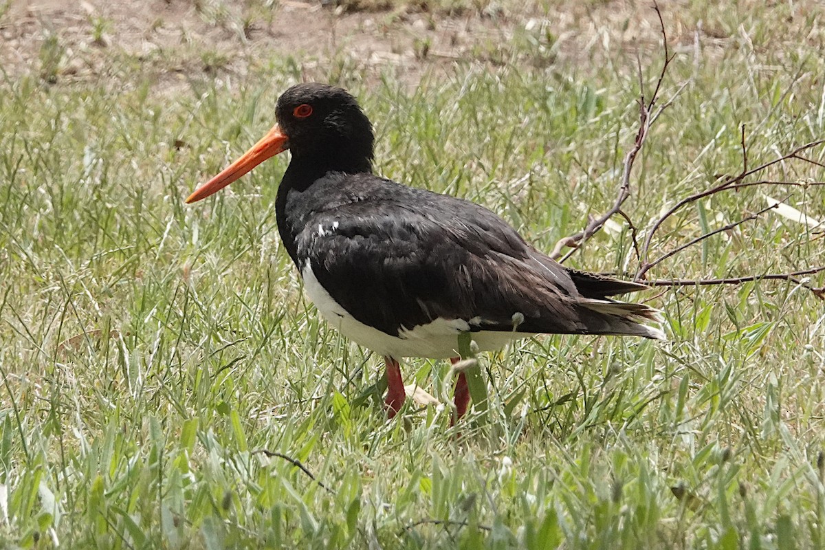 Pied Oystercatcher - Peter Woodall