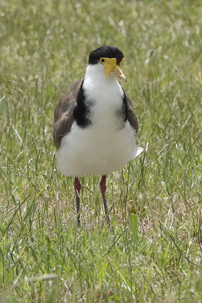 Masked Lapwing (Black-shouldered) - ML512938741