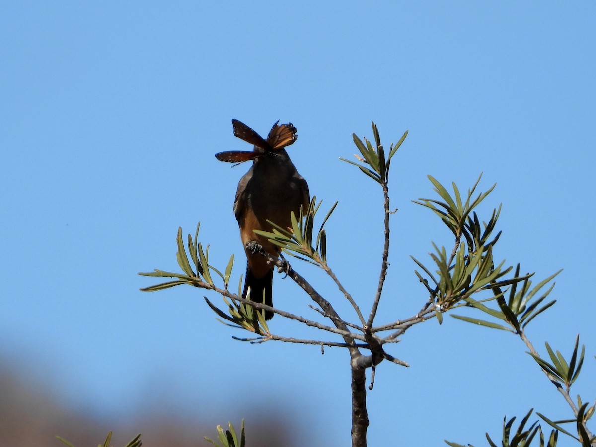 Say's Phoebe - Mary Tannehill