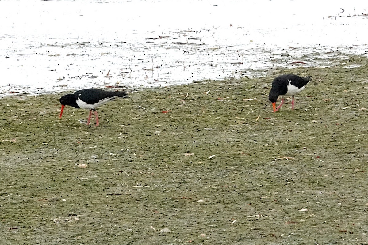 Pied Oystercatcher - Peter Woodall