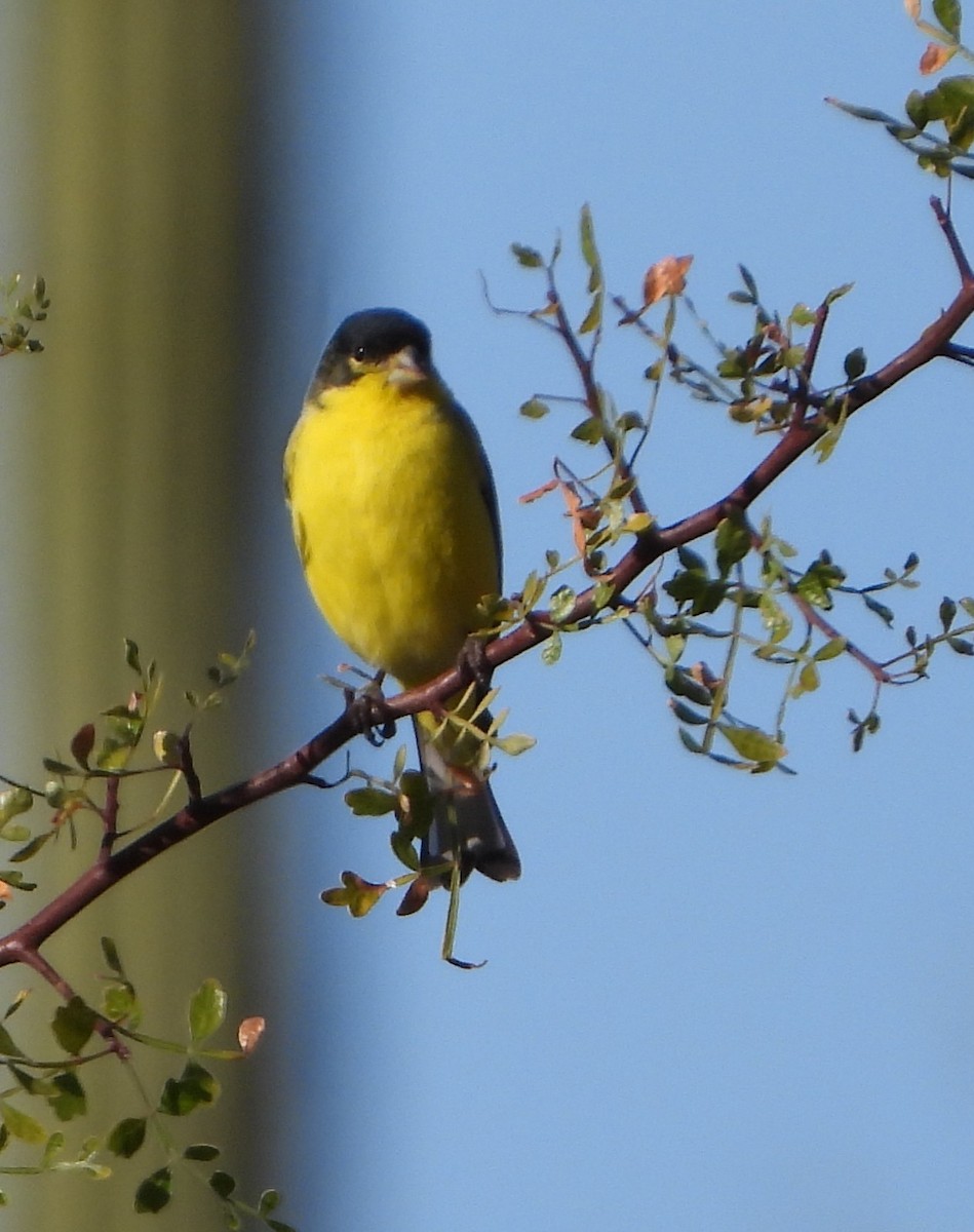 Lesser Goldfinch - ML512939231