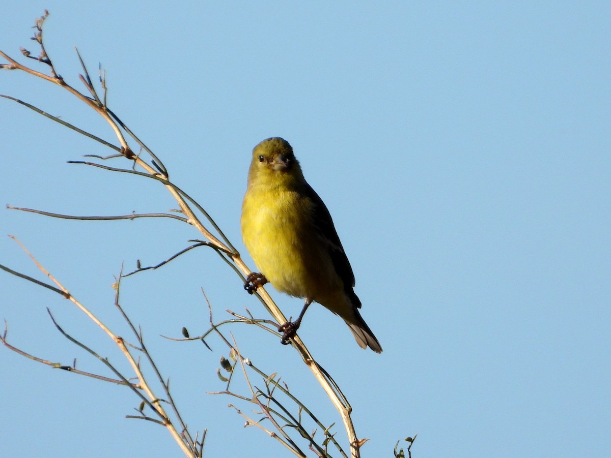 Lesser Goldfinch - Mary Tannehill