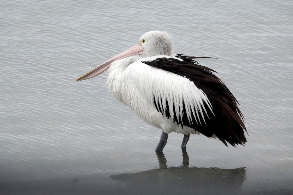 Australian Pelican - Peter Woodall