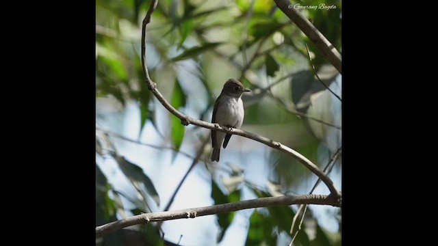 Asian Brown Flycatcher - ML512940021