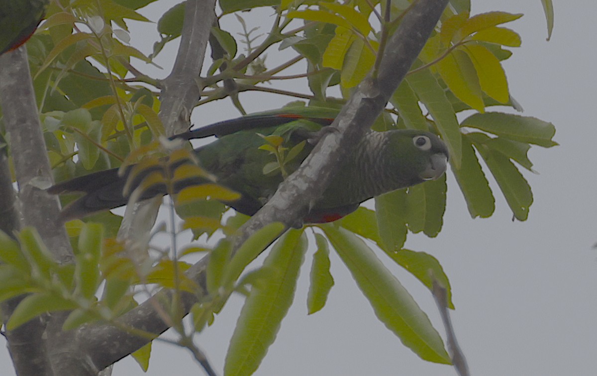 Maroon-tailed Parakeet - ML512940341
