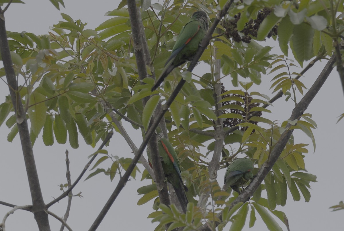 Maroon-tailed Parakeet - ML512940351