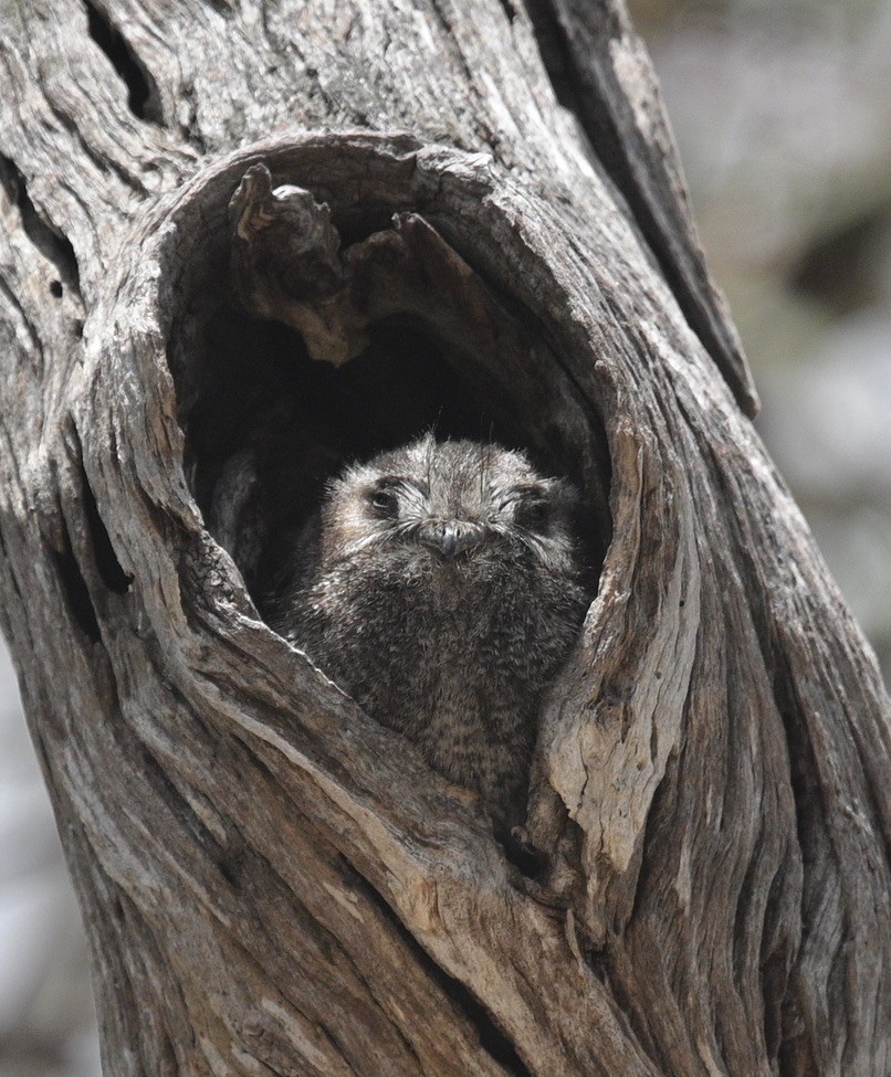 Australian Owlet-nightjar - ML512940891