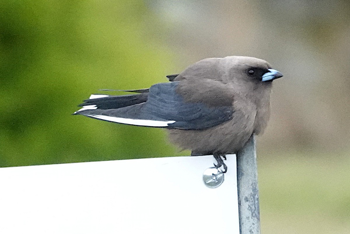 Dusky Woodswallow - ML512940911