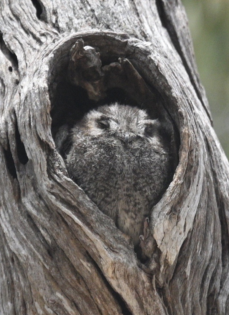 Australian Owlet-nightjar - ML512940991