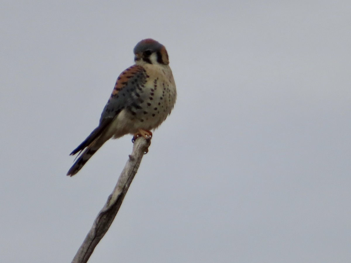 American Kestrel - ML512941481