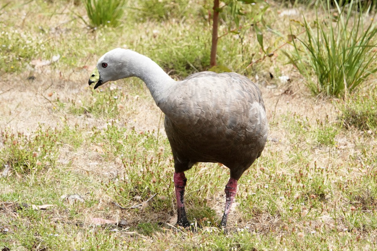 Cape Barren Goose - ML512941891