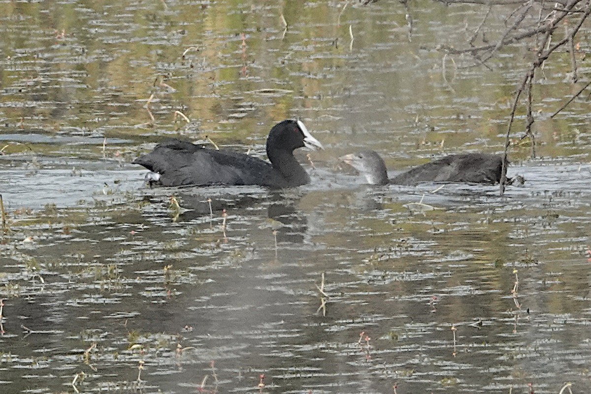 Eurasian Coot - Peter Woodall