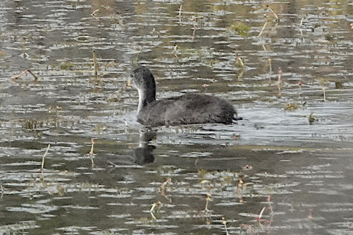 Eurasian Coot - ML512942581