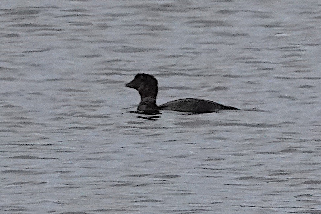 Musk Duck - ML512942621