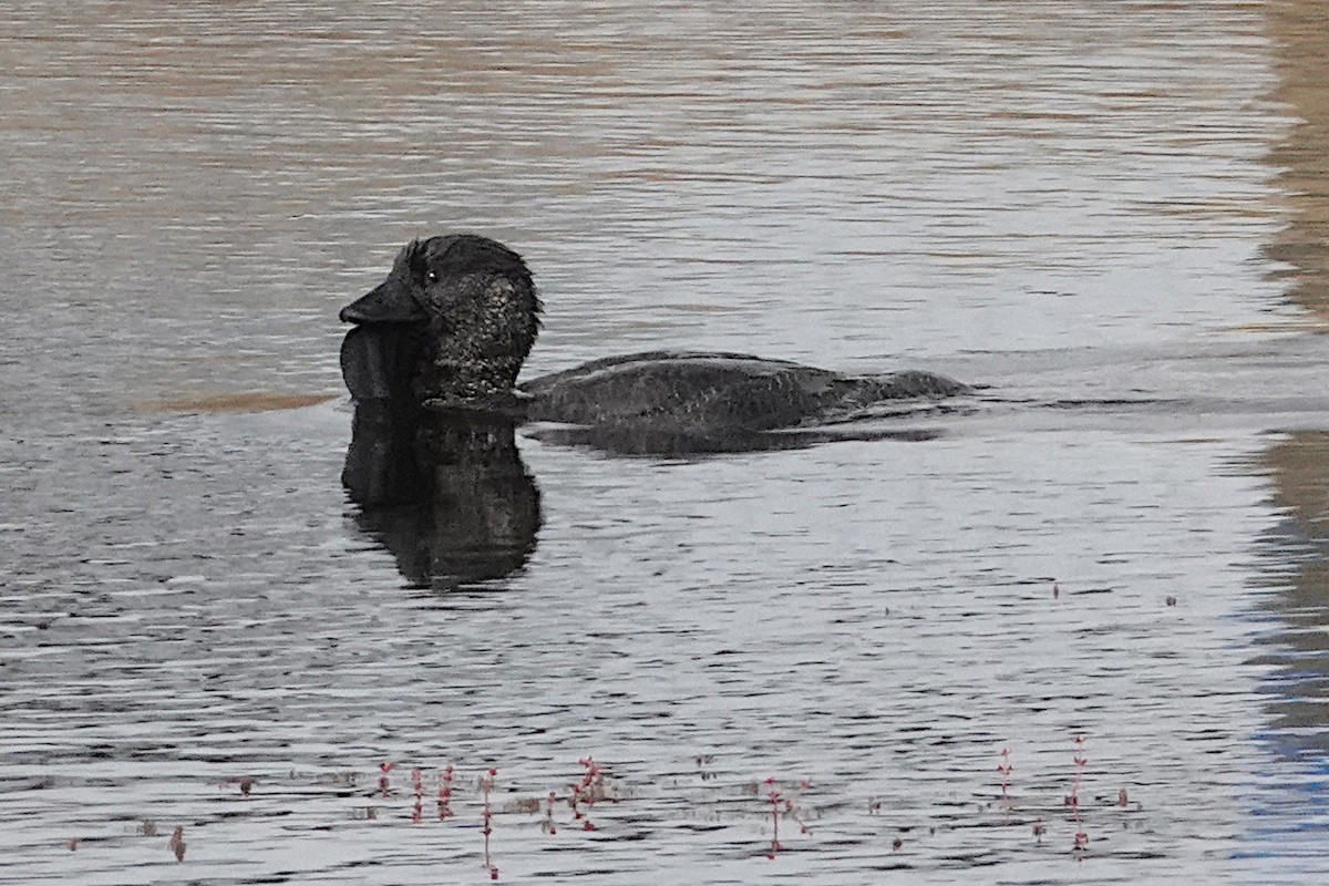 Musk Duck - ML512942631