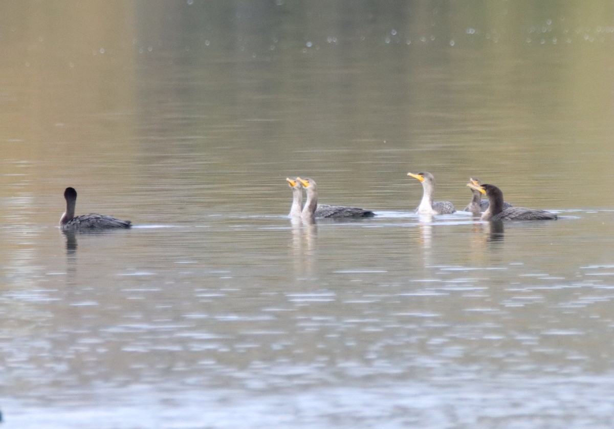 Cormorán Orejudo - ML512943321