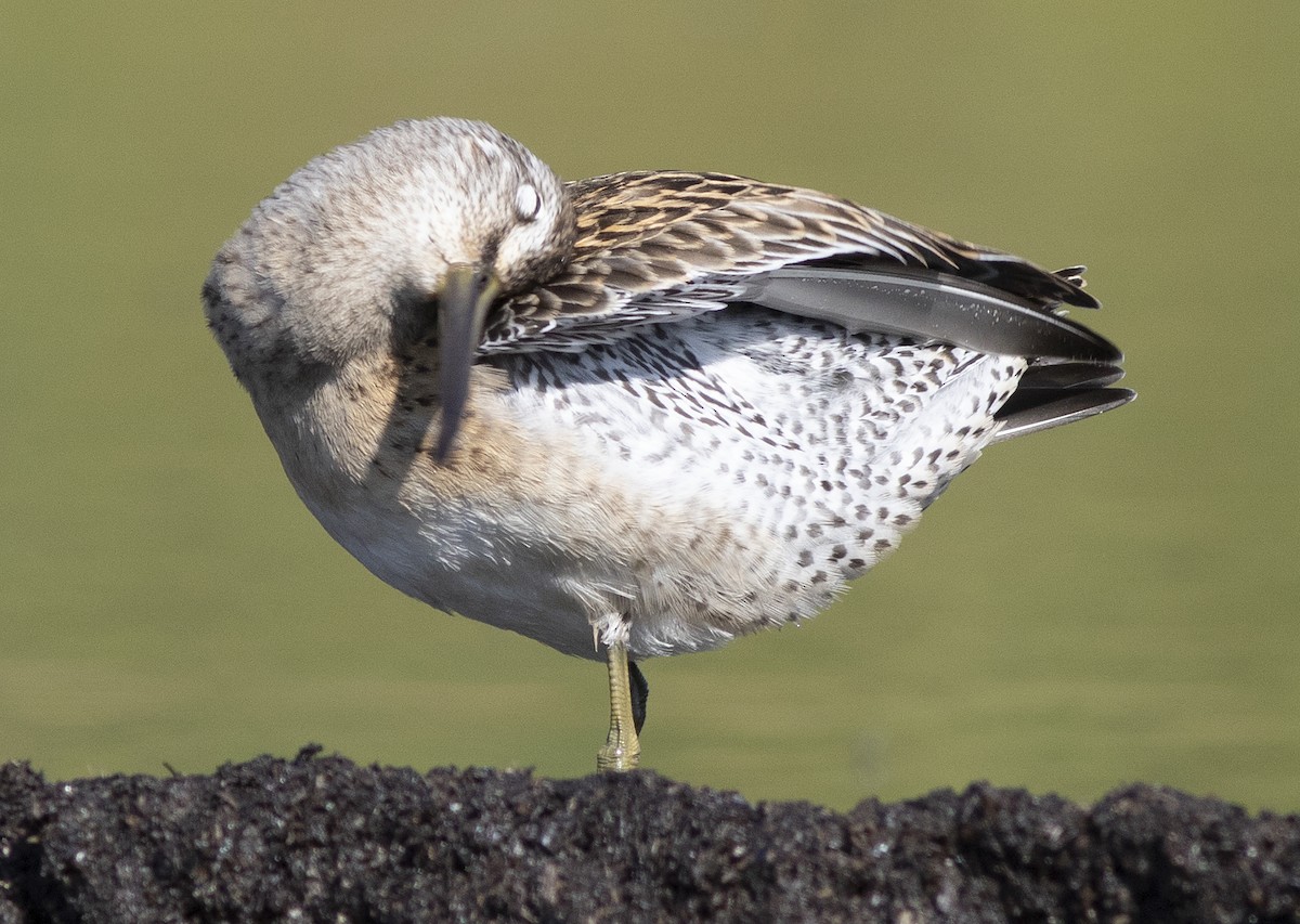 Short-billed Dowitcher - ML512944401