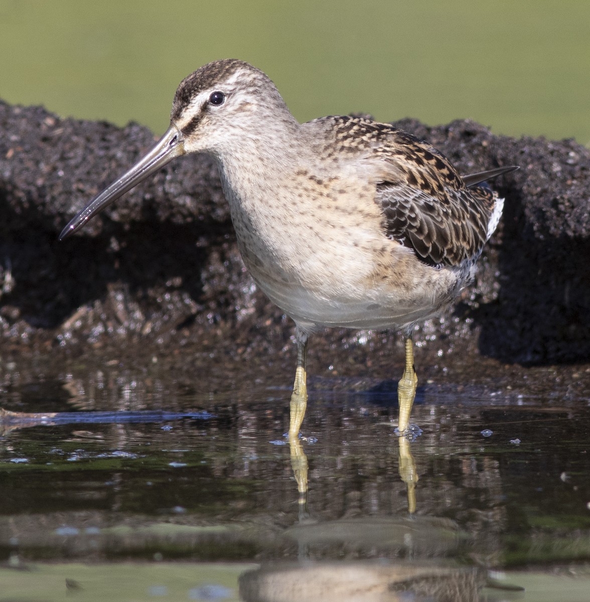 Short-billed Dowitcher - ML512944421