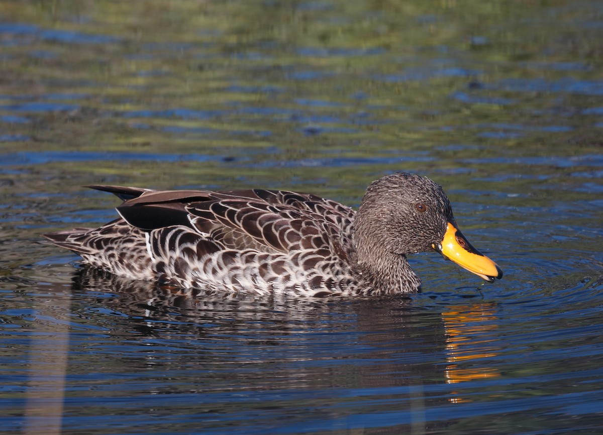 Yellow-billed Duck - ML51294571