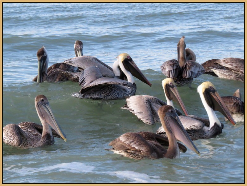 Brown Pelican - France Paulsen