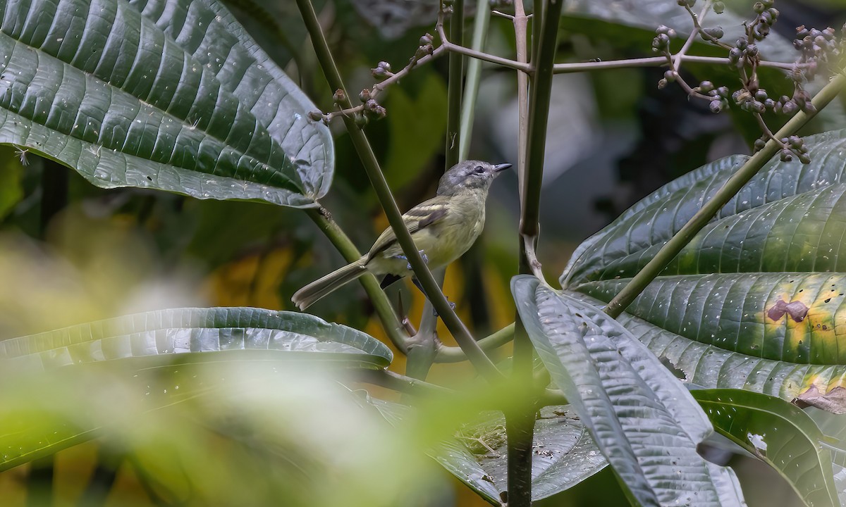 Yellow-olive Flatbill (Andes) - ML512946711