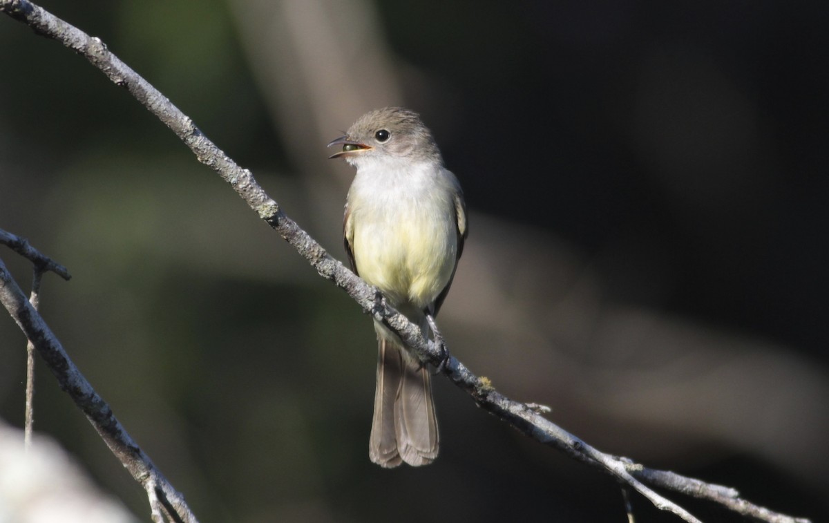 Small-billed Elaenia - ML512946971