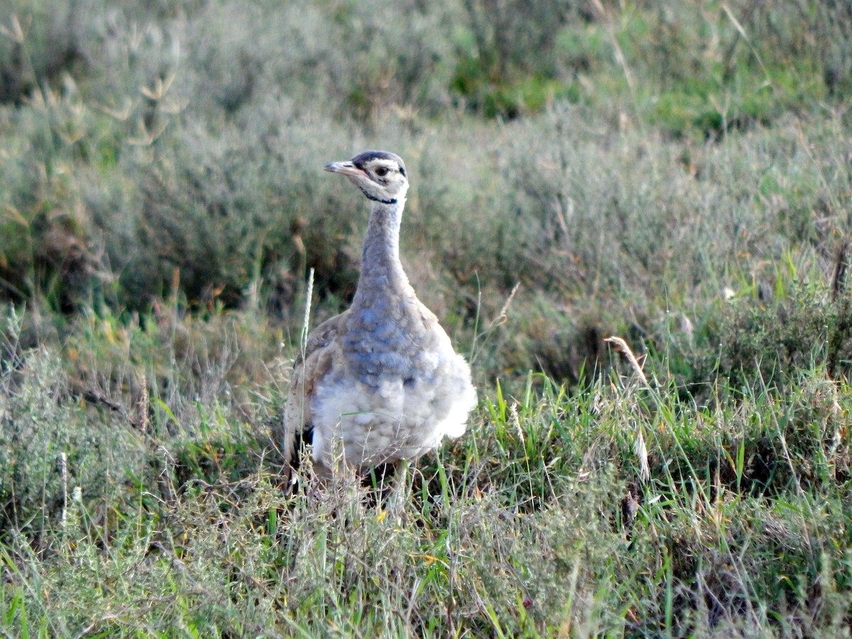 White-bellied Bustard (White-bellied) - ML512946991