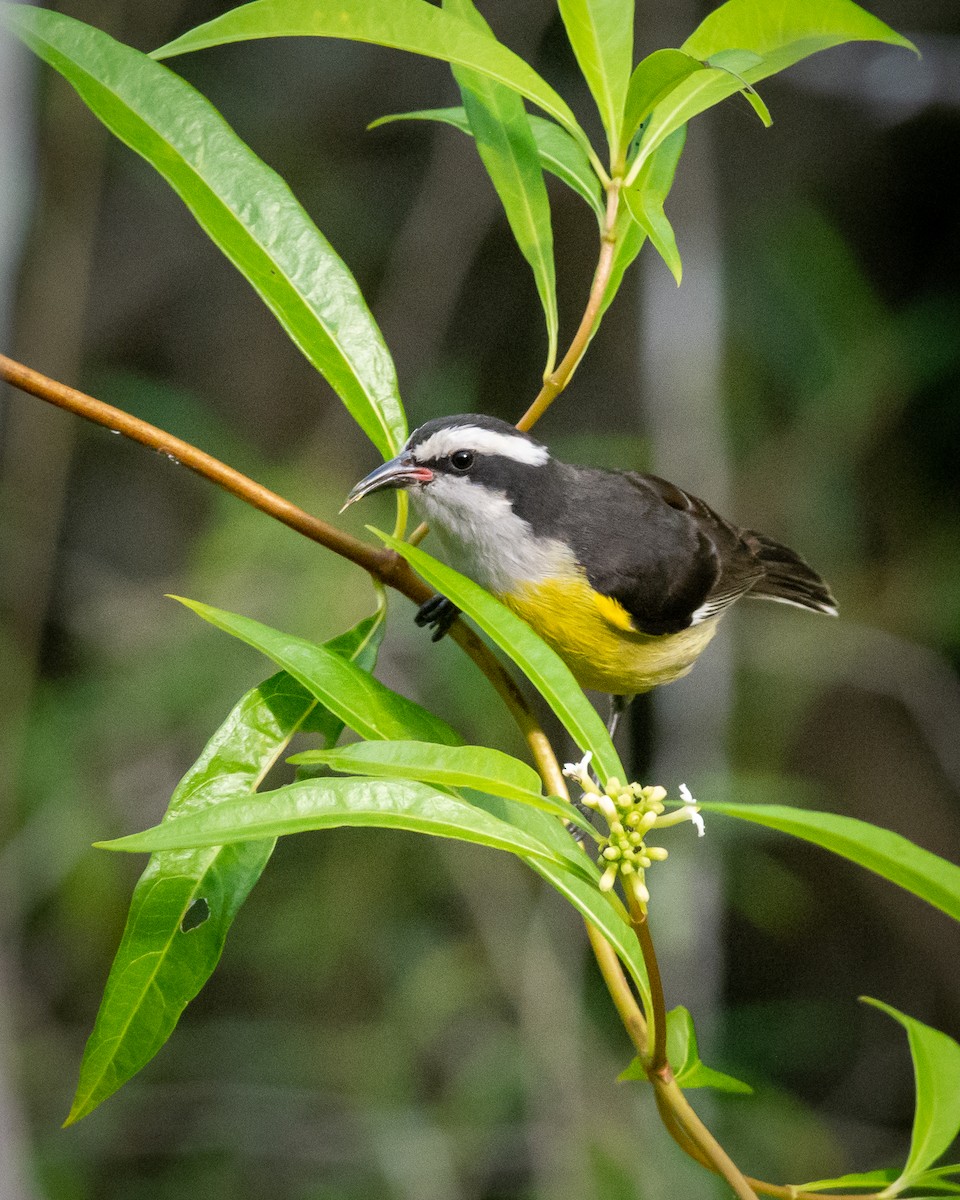 Bananaquit - ML512947391