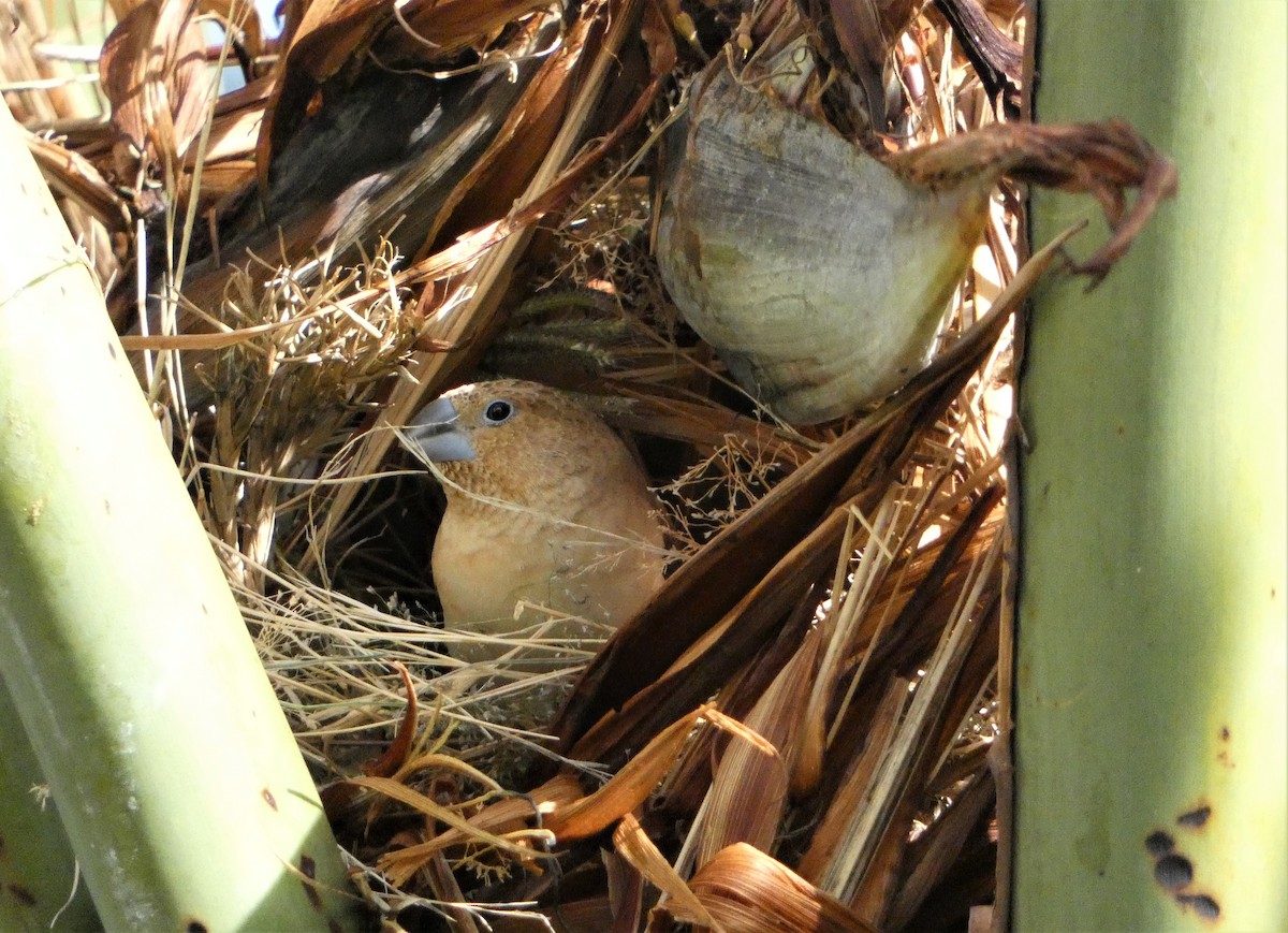 African Silverbill - ML512947641