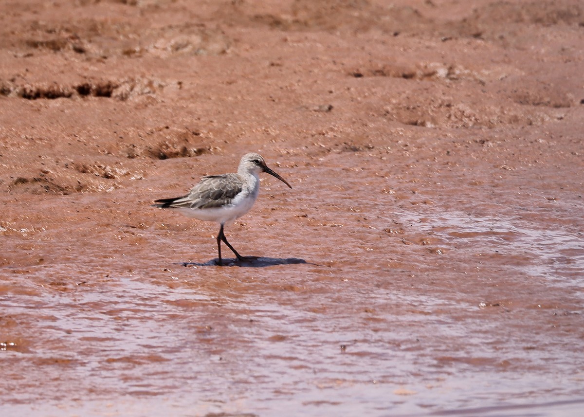 Curlew Sandpiper - Brendan Ryan