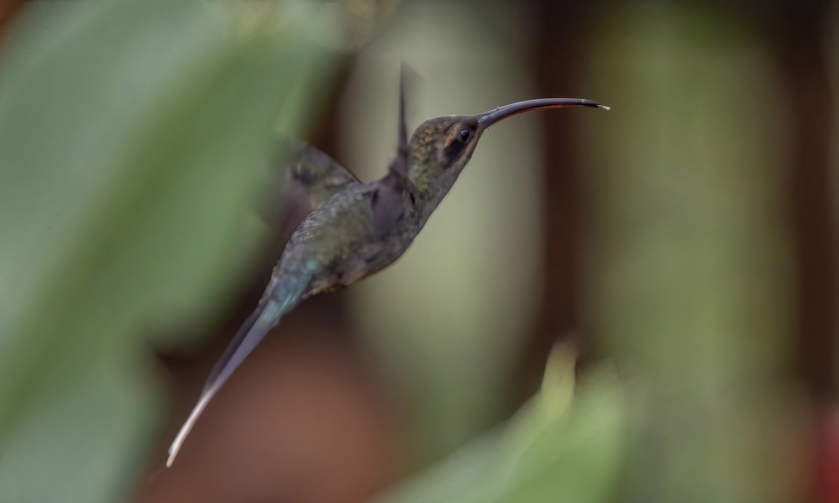 kolibřík šedobřichý - ML512949801