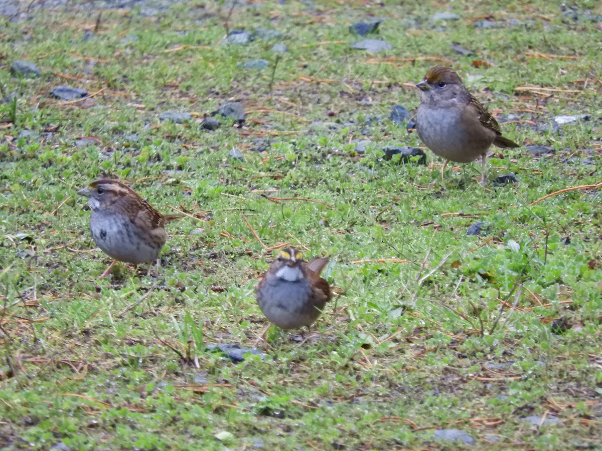 White-throated Sparrow - Cliff Cordy