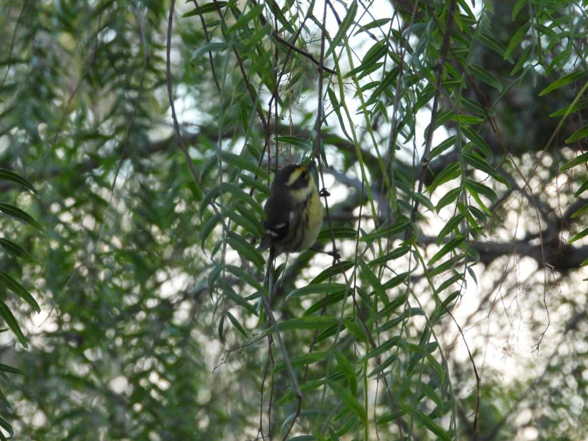 Setophaga sp. - Avo Stilt