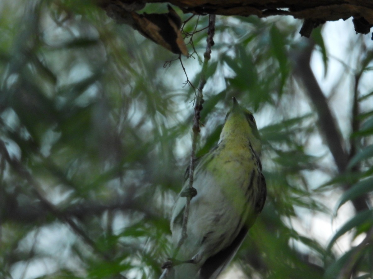 Reinita sp. (Setophaga sp.) - ML512950741