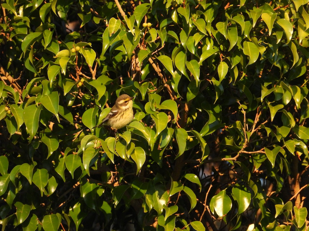 Reinita sp. (Setophaga sp.) - ML512950771