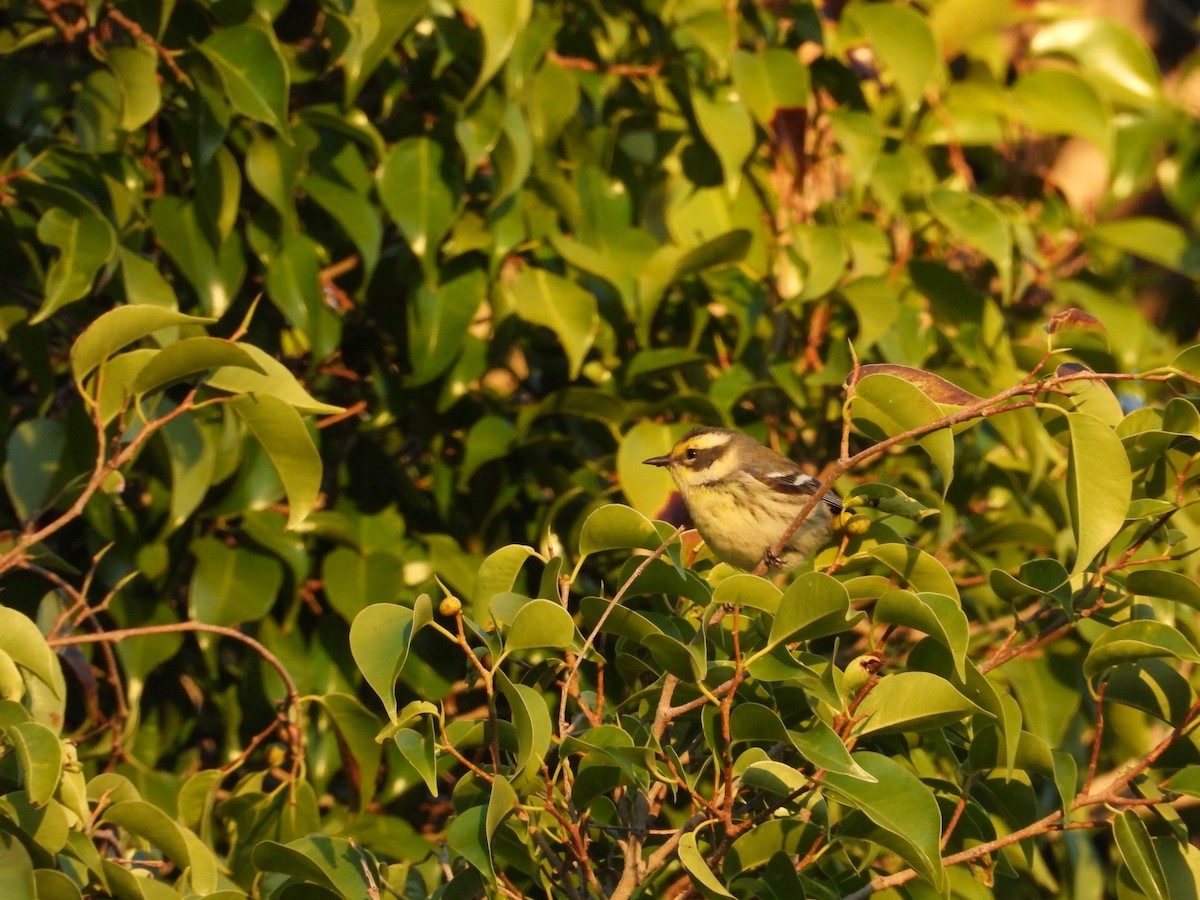 Reinita sp. (Setophaga sp.) - ML512950781