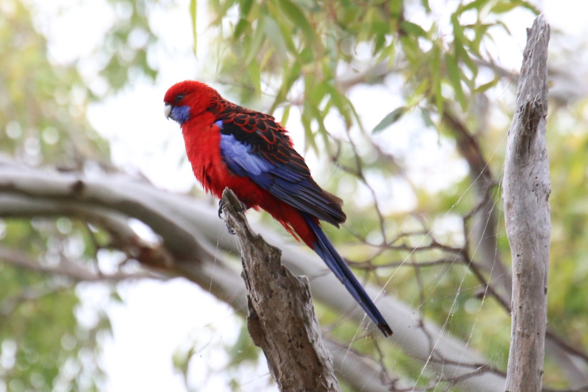 Crimson Rosella - ML512950951