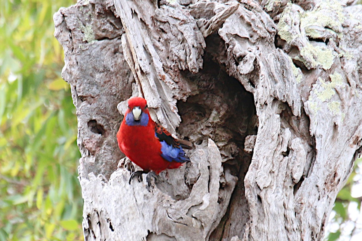 Crimson Rosella - ML512950961