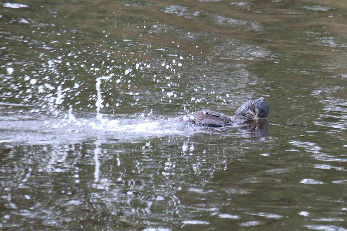 Musk Duck - ML512951221