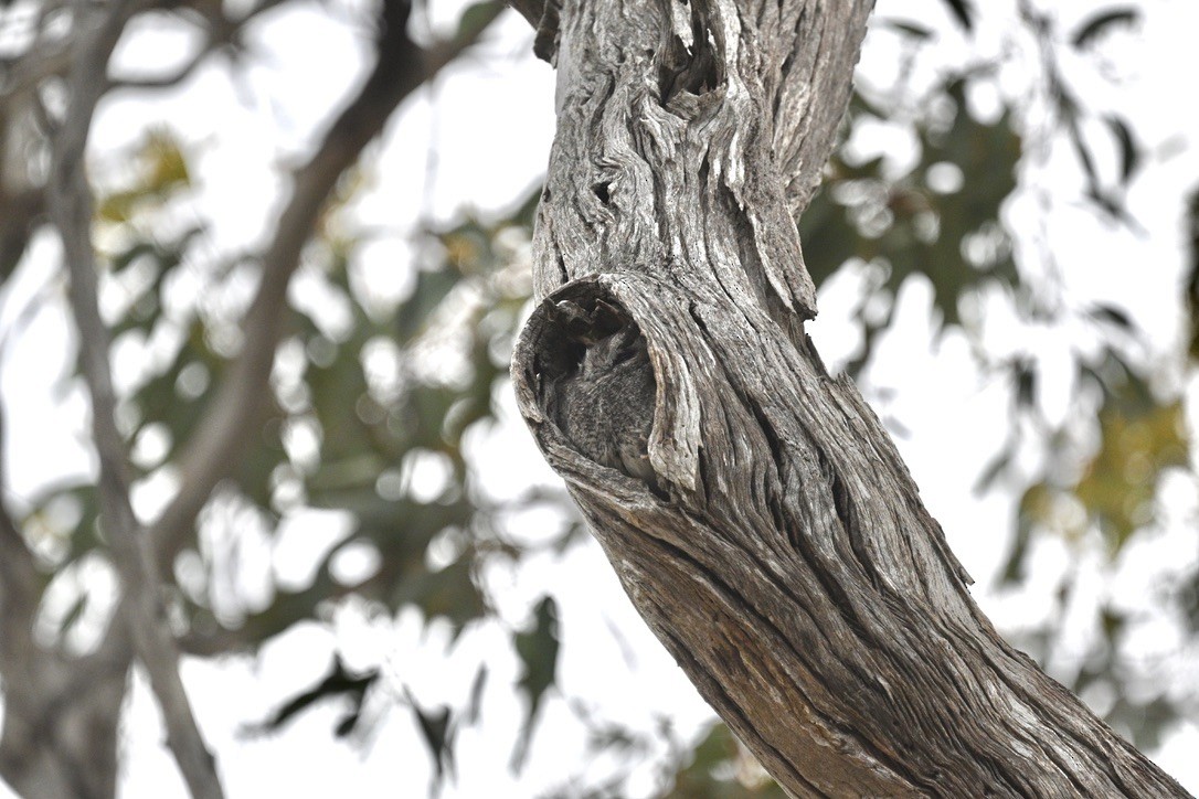 Australian Owlet-nightjar - ML512951521