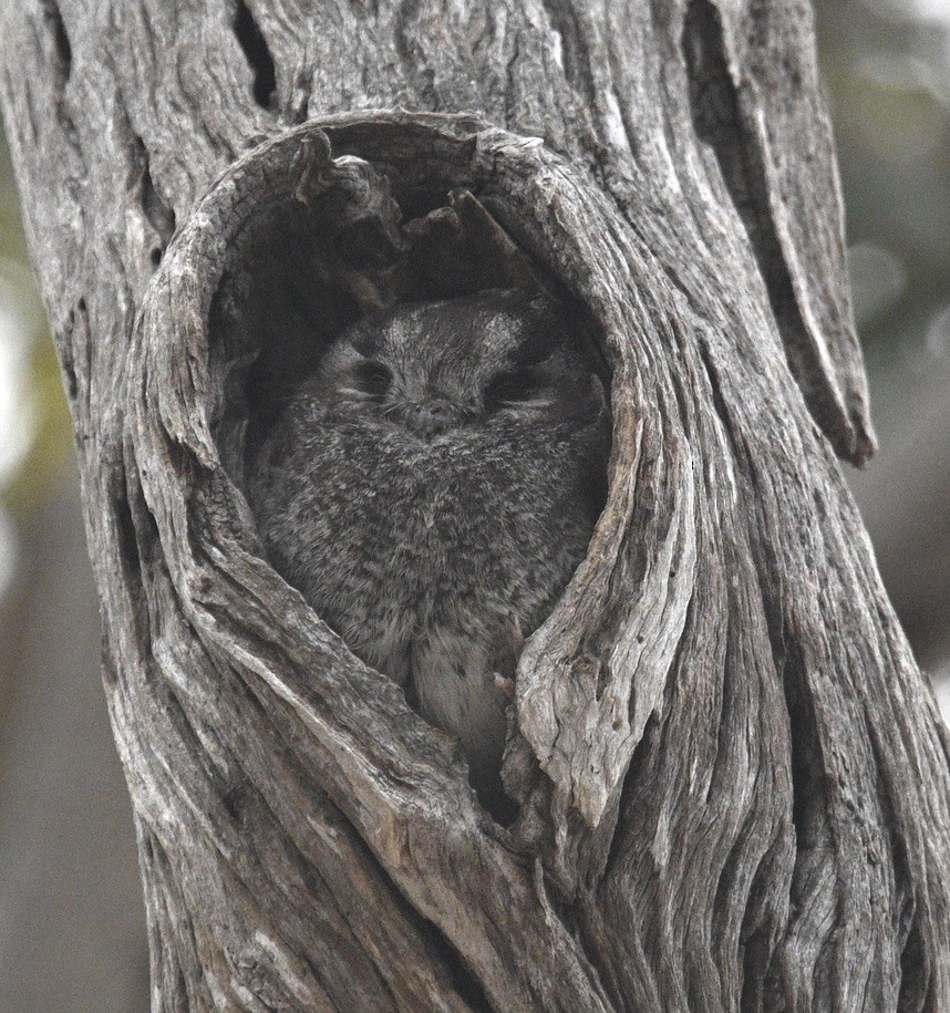 Australian Owlet-nightjar - ML512951561