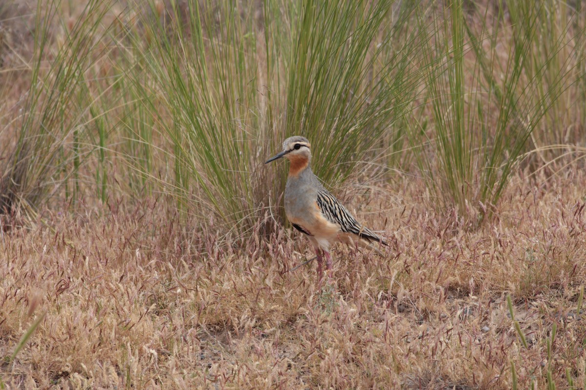 Tawny-throated Dotterel - ML512952461