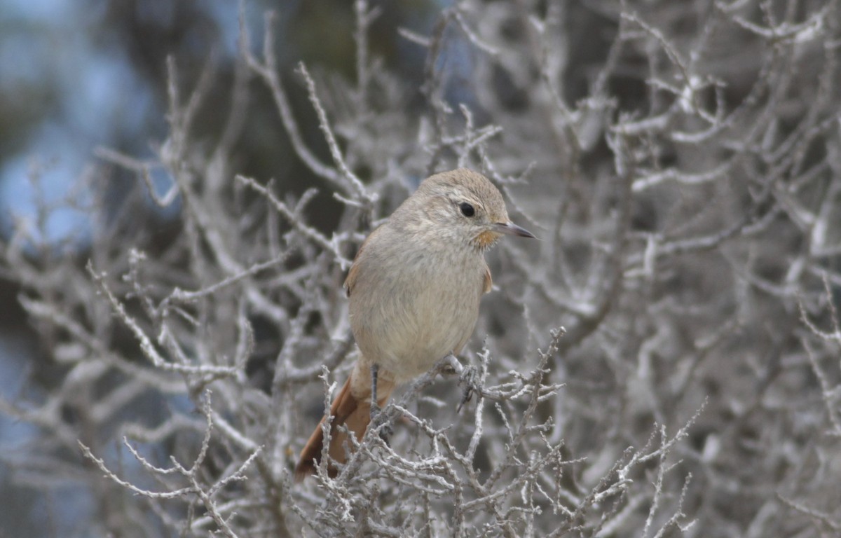 Sharp-billed Canastero - ML512952591