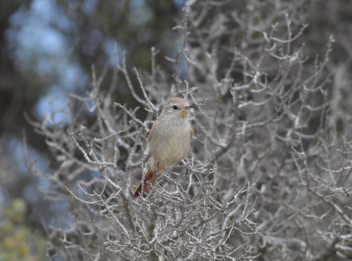 Sharp-billed Canastero - ML512952611