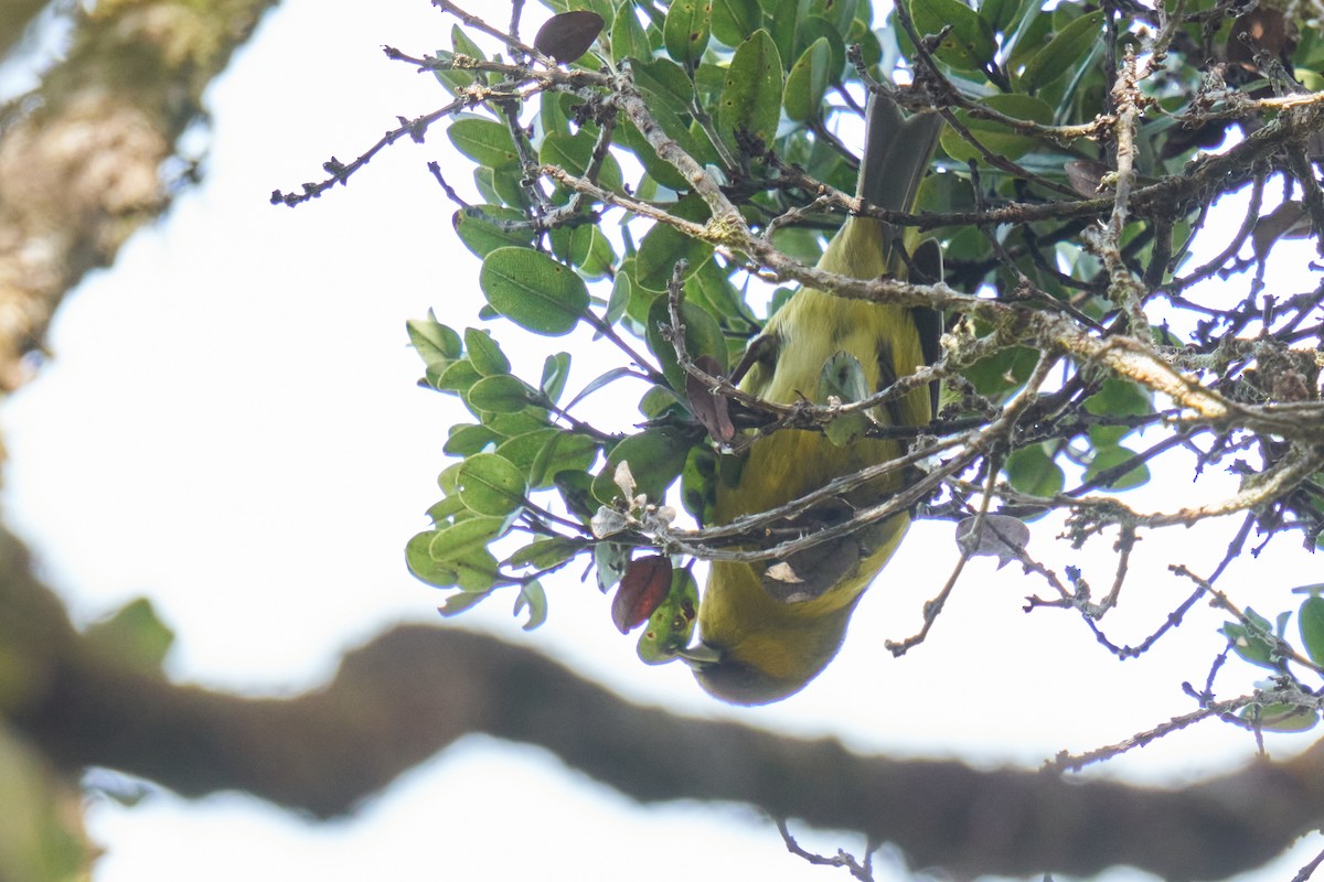 Kauai-Akepakleidervogel - ML512953461