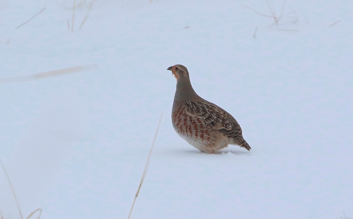 Gray Partridge - ML512953971