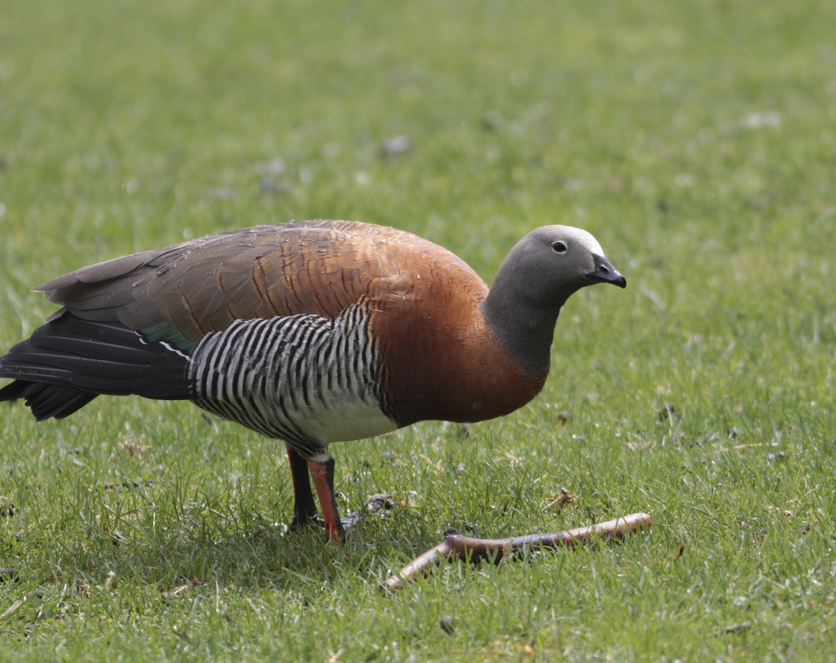 Ashy-headed Goose - ML512954201