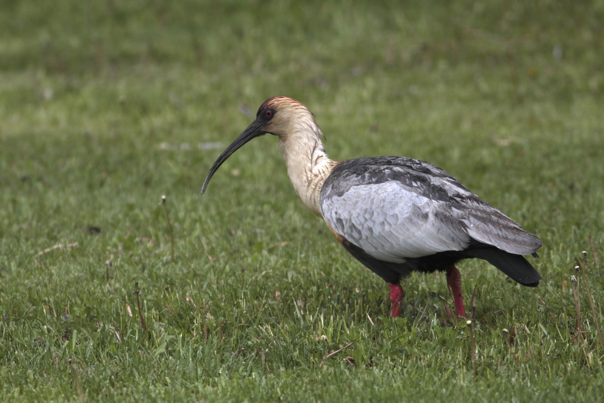 Black-faced Ibis - ML512954461